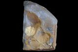 Paleocene Fossil Fruit (Wimmeria?) - North Dakota #165069-1